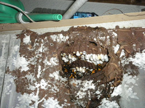 カーテンを巻き込んだコガタスズメバチの巣の内部構造