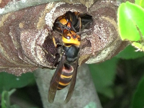 コガタスズメバチの成虫間の栄養交換