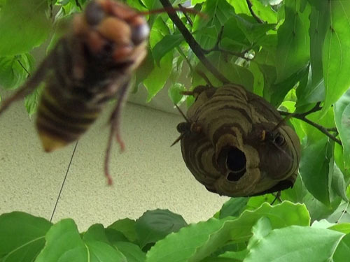 スズメバチの巣を何度も刺激したら攻撃（福島市）