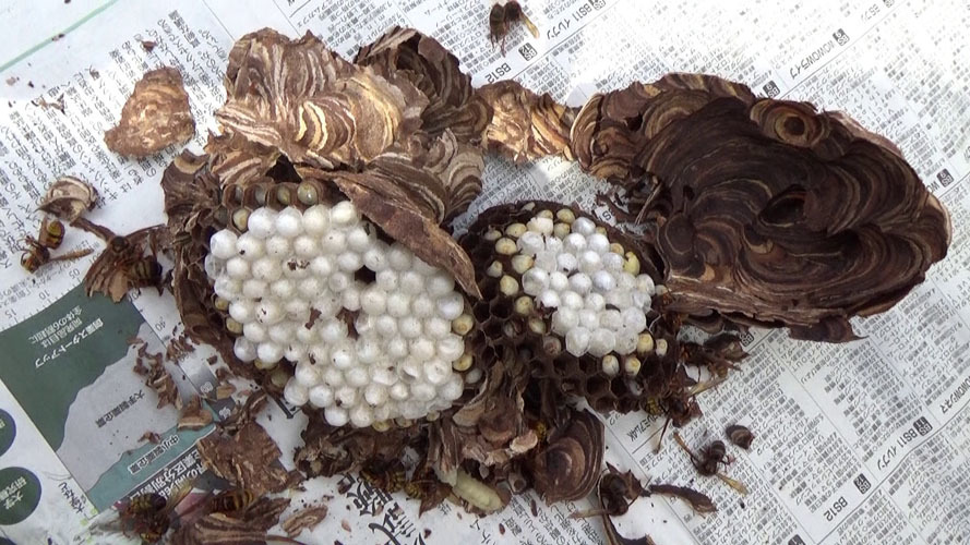 駆除・撤去したスズメバチの引っ越し巣を解体（本宮市本宮）