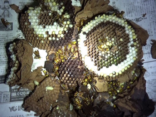 田村市で駆除したキイロスズメバチの巣