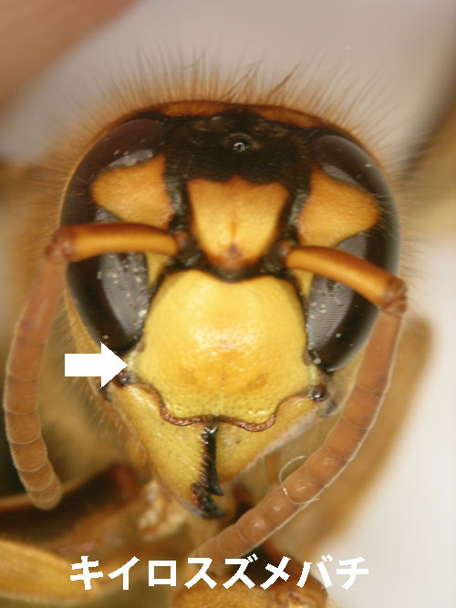 スズメバチの頭楯は６角形型