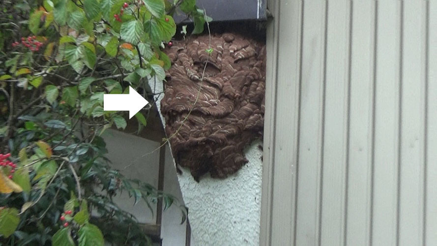 矢吹町でスズメバチ駆除