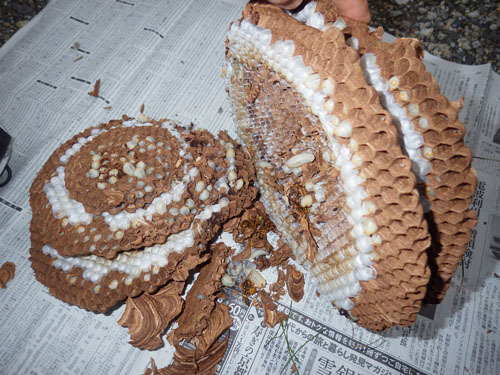 駆除・撤去したスズメバチの巣（郡山市）