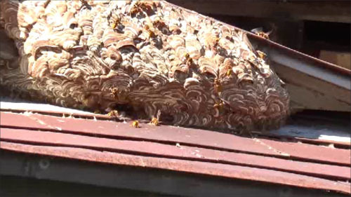 郡山市でスズメバチの巨大な巣
