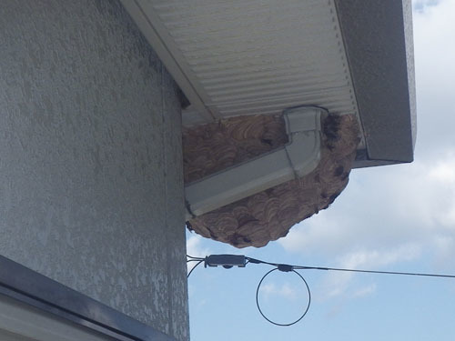 蜂の巣の本体は軒裏天井にあったキイロスズメバチの巣（三春町）