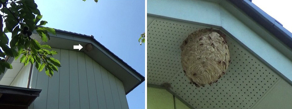 スズメバチが２階の軒下に作った巣のイメージ図