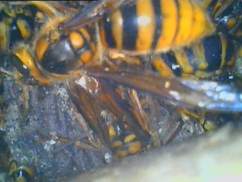 スズメバチの巣をマイクロスコープで発見（田村市）