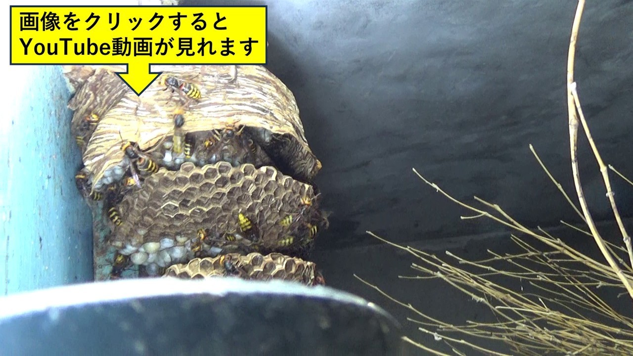 倉庫の中に作ったモンスズメバチの巣（郡山市）