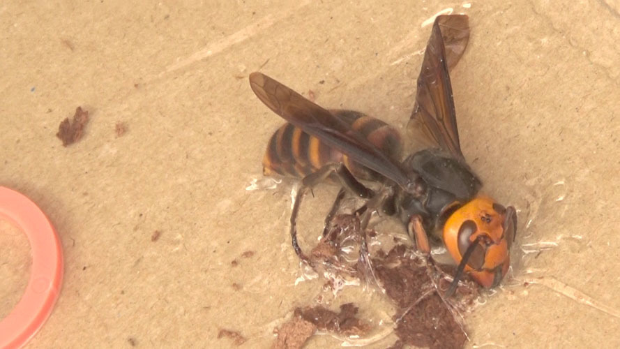 粘着板で捕虫した女王蜂