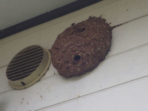 田村市でスズメバチ駆除