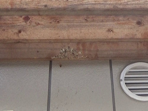 スズメバチの巣を駆除・撤去した巣跡（本宮市）