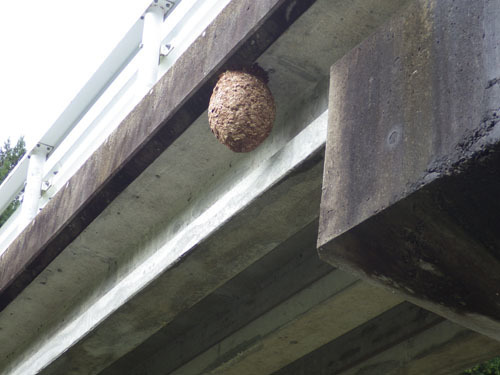 橋の下に作ったキイロスズメバチの巣（田村市）
