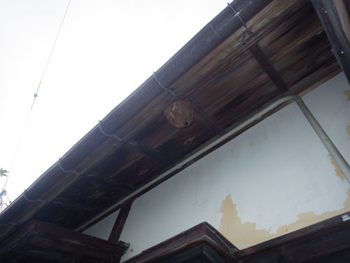 １階の軒下にスズメバチの巣があった現場（会津若松市）
