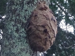 平田村でスズメバチ駆除