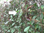 中島村で生垣のコガタスズメバチの巣