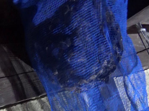 スズメバチの巣を撤去（郡山市）