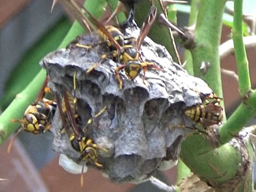 スズメバチの巣を刺激１回目（郡山市）