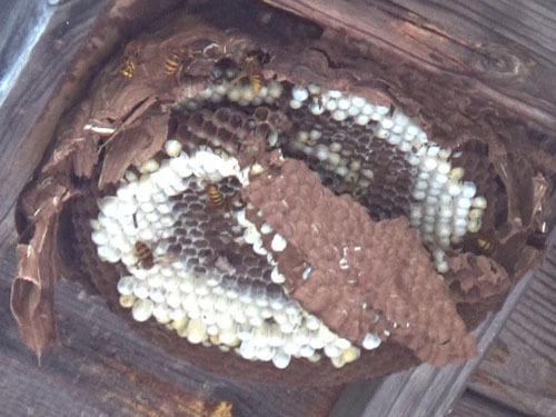 撤去中のスズメバチの巣（二本松市）