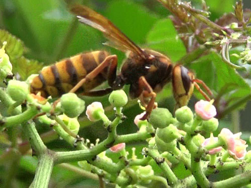 キイロスズメバチがヤブガラシの花の蜜をなめる