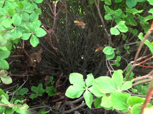 西郷村でスズメバチの巣を撤去した巣跡