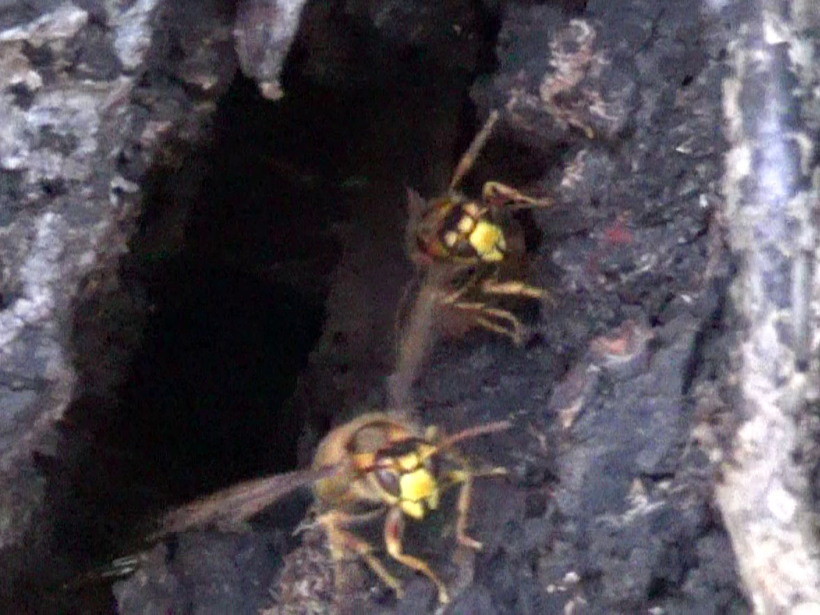 スズメバチが樹洞の中にある蜂の巣に出入り（田村市）