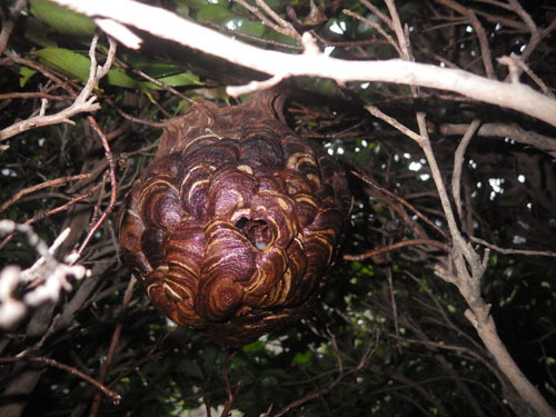 スズメバチの巣に殺虫剤を注入後の様子（天栄村）