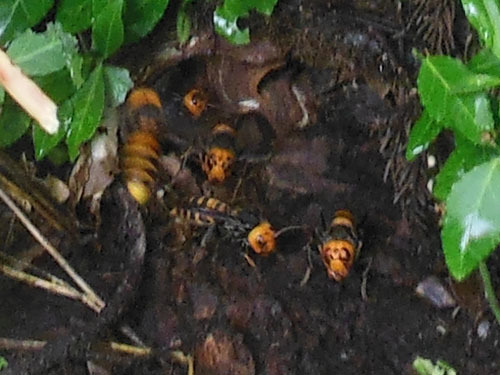 オオスズメバチの巣への出入り口（湯川村）