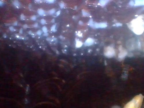 小野町でファイバースコープで天井裏のキイロスズメバチの巣に殺虫剤を注入を確認