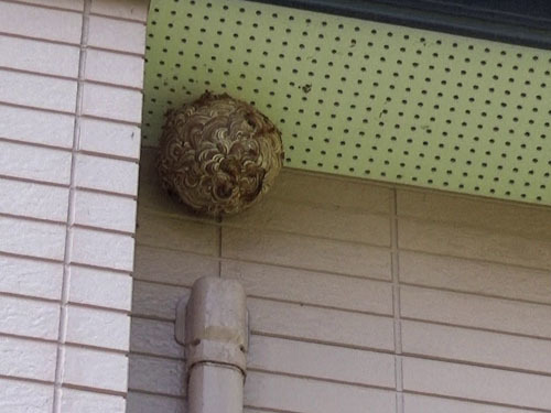 本宮市で２階の軒下にスズメバチの巣があった現場