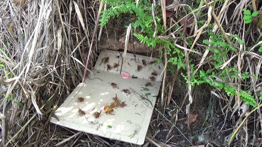 土手でスズメバチの母巣を駆除後の戻りバチ対策（本宮市本宮）