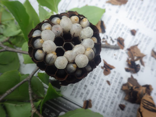 駆除したスズメバチの巣を解体（福島市）