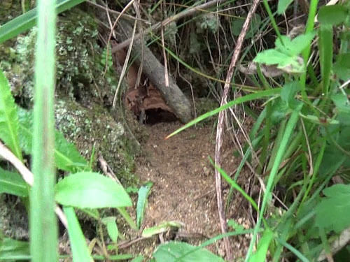 土手の土の中に作ったヒメスズメバチ（三春町）