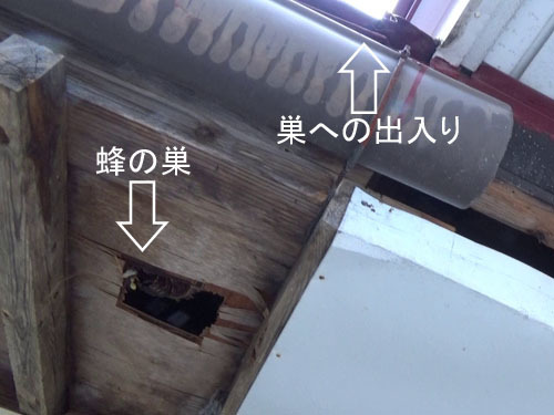 蜂の巣への出入り口と蜂の巣との位置関係(会津若松市)