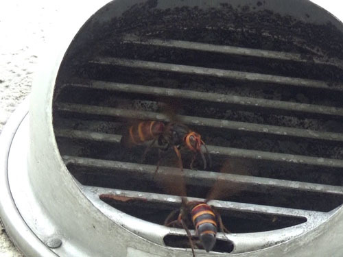 風呂場の換気口に出入りするヒメスズメバチ（福島市）