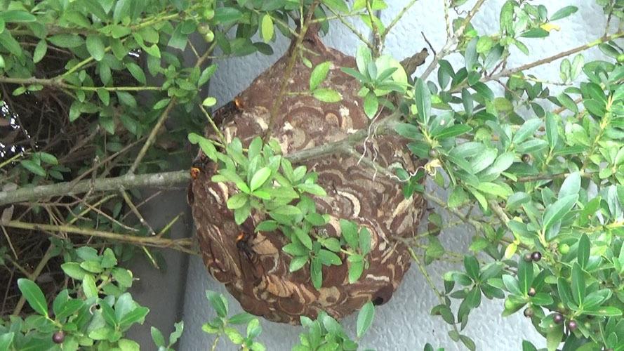 天栄村でスズメバチ駆除