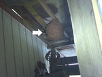 泉崎村で天井のキイロスズメバチの巣