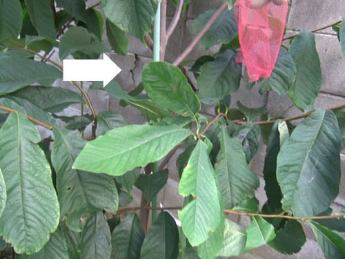 郡山市でスズメバチ駆除の現場