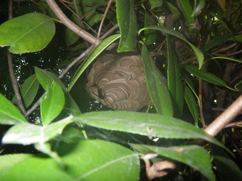 生垣の枝葉に隠れて見えにくいコガタスズメバチの巣