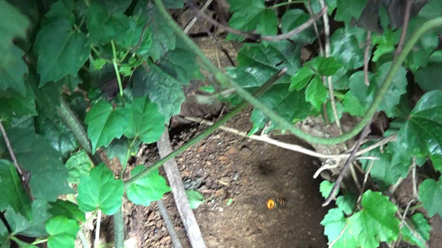 オオスズメバチの巣への出入り口（本宮市岩根）
