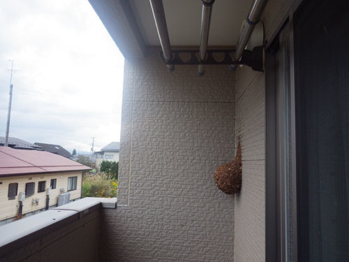 外壁に作ったキイロスズメバチの巣（矢吹町）
