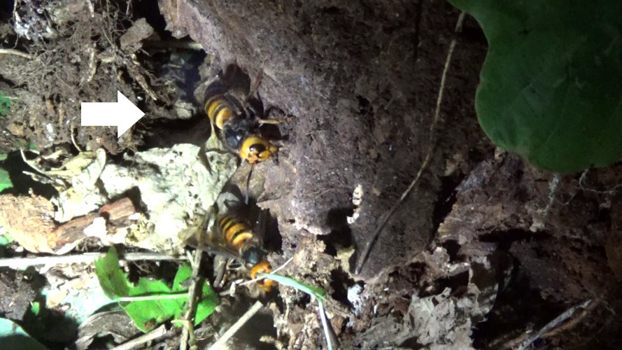 オオスズメバチの巣を発見（本宮市岩根）