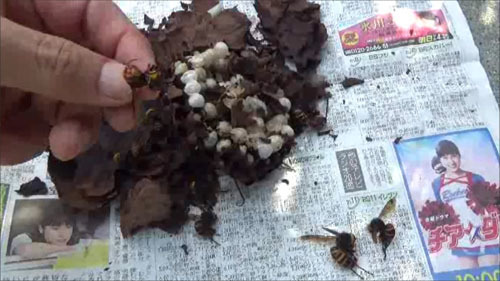 郡山市で駆除したスズメバチの巣を解体