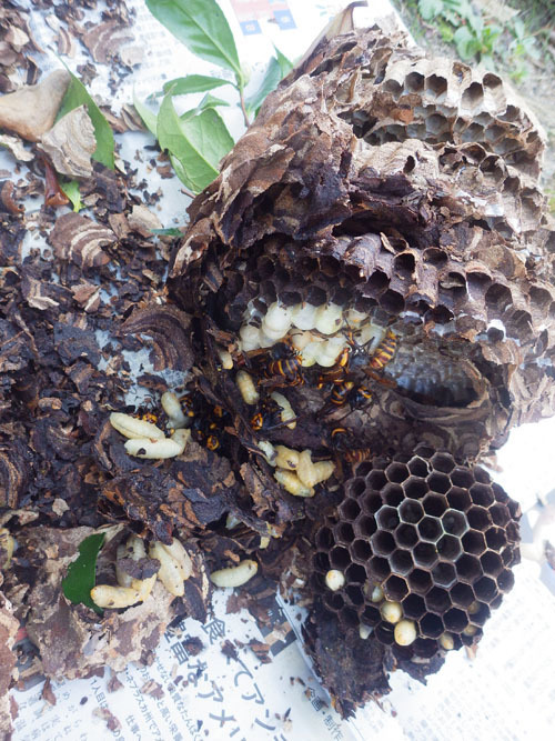 郡山市で撤去したスズメバチの巣を解体