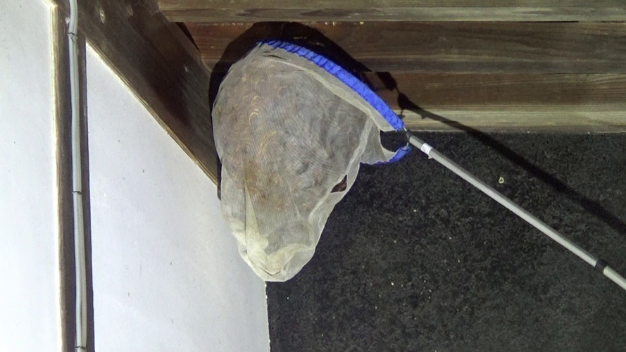 スズメバチの巣をネットで包み込んで撤去（須賀川市）