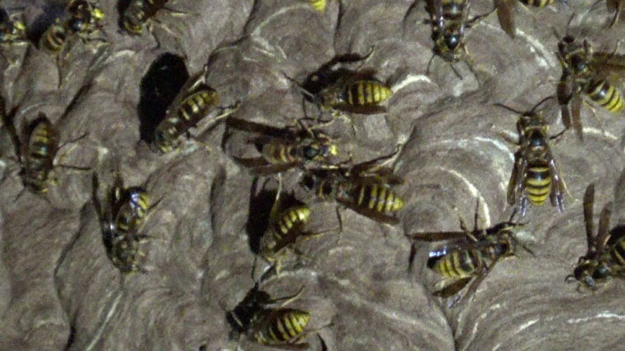 軒下のキイロスズメバチの巣