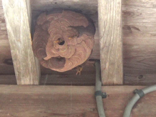 田村市で１階の軒下にキイロスズメバチの巣