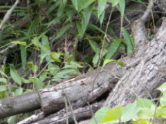 福島市でオオスズメバチに刺された現場