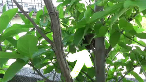 郡山市で庭側から見たスズメバチの巣