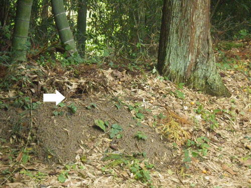 オオスズメバチが巣を作った神社の境内の現場(郡山市)